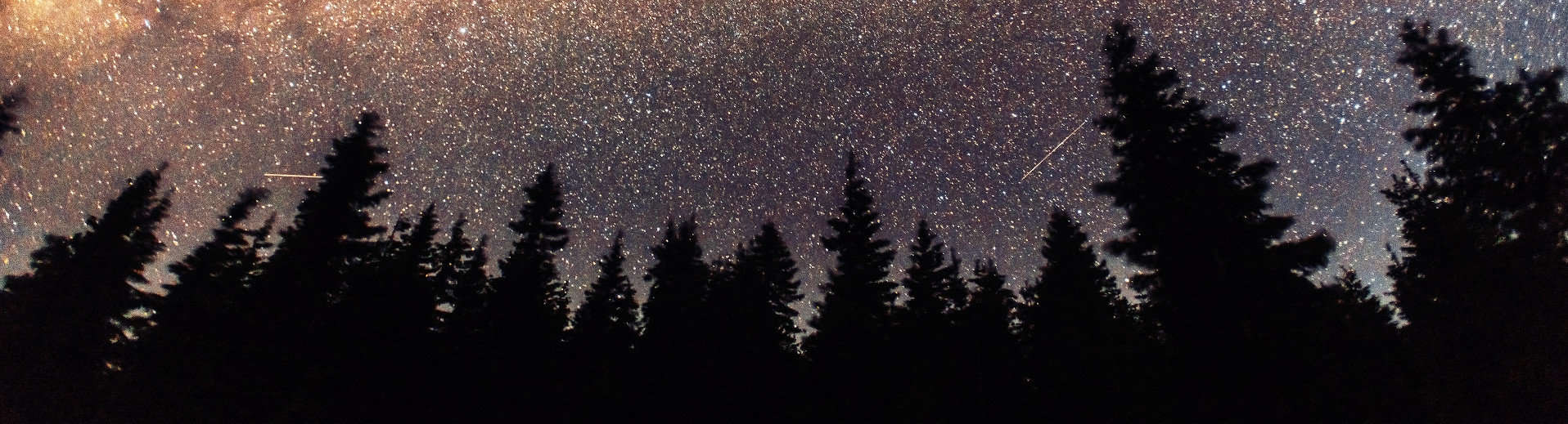 night sky and trees.